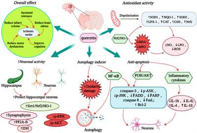 Frontiers Neuroprotective Effects Of Quercetin On Ischemic Stroke A